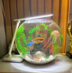 Large Fish Bowl