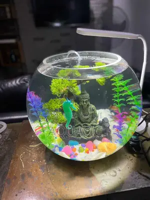 Fish Bowl Astra Large