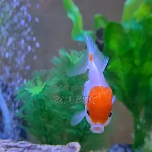 Red Cap Oranda Fish