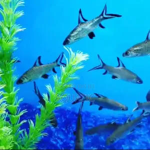 Bala Shark Fish