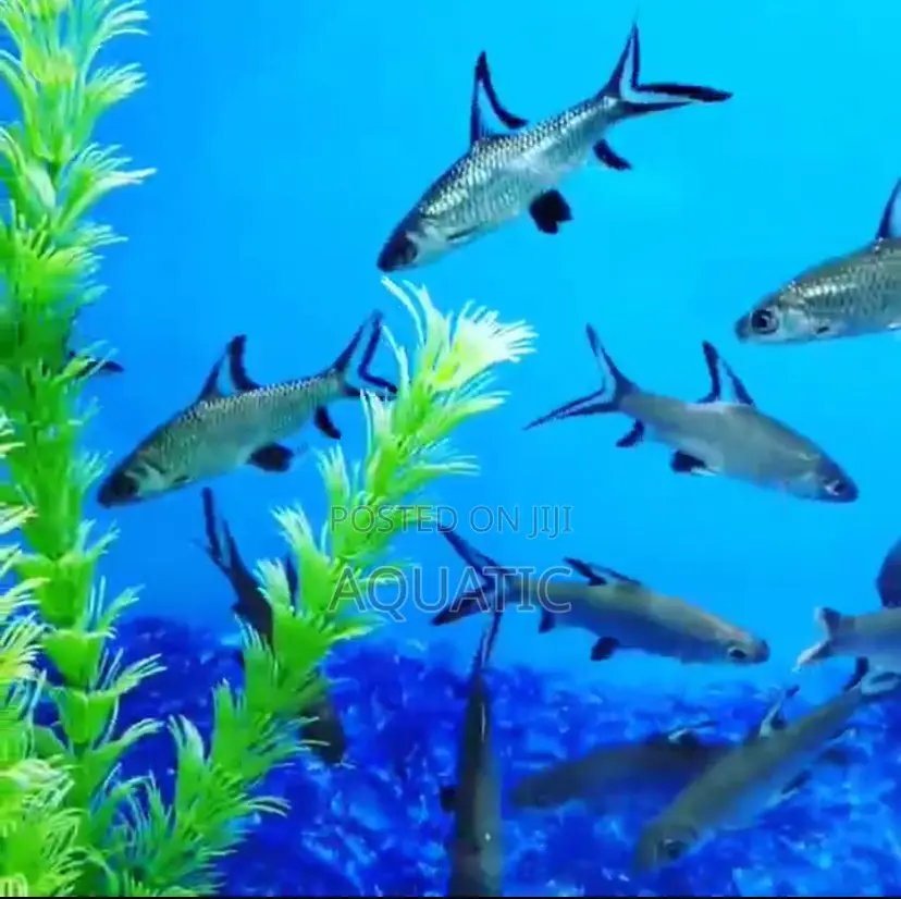 Bala Shark Fish