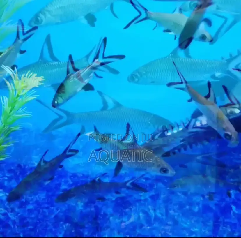 Bala Shark Fish