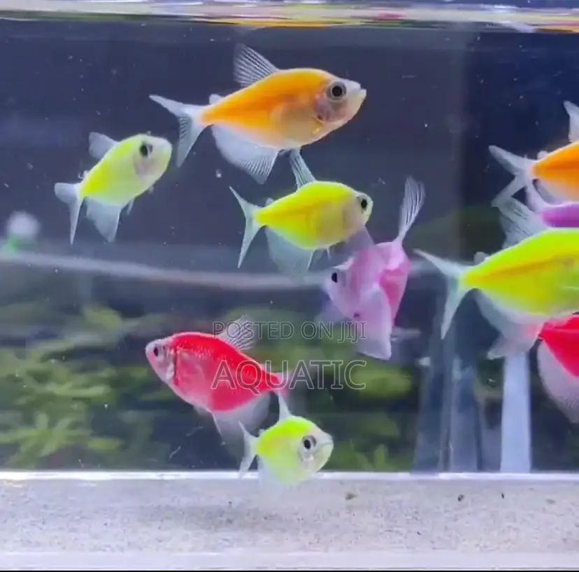 Fluorescent Tetra Fish