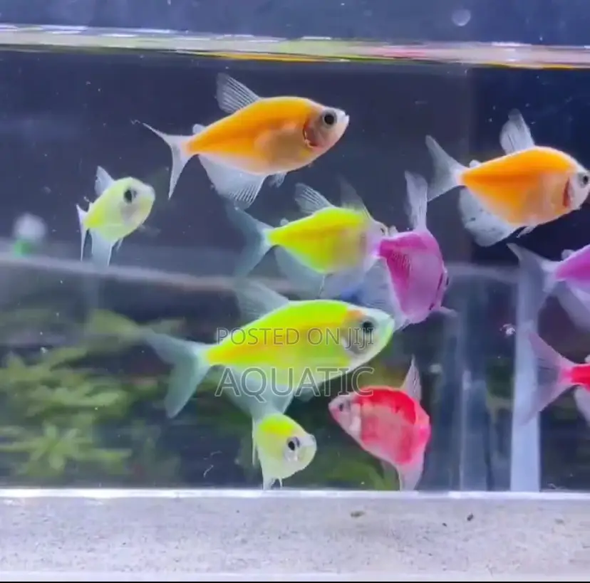 Fluorescent Tetra Fish