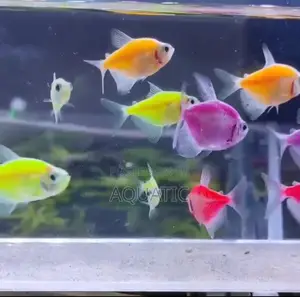 Fluorescent Tetra Fish
