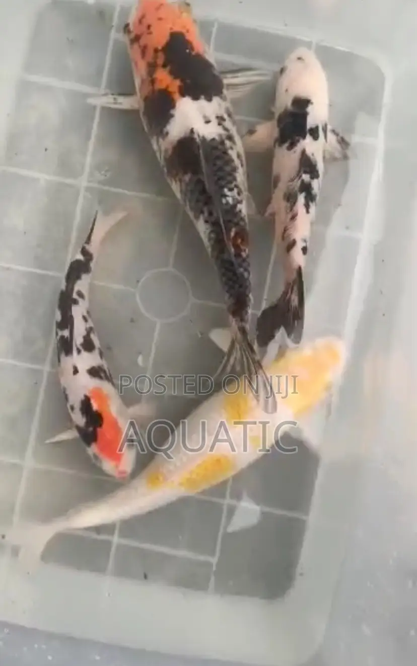 Koi Fish 18inches