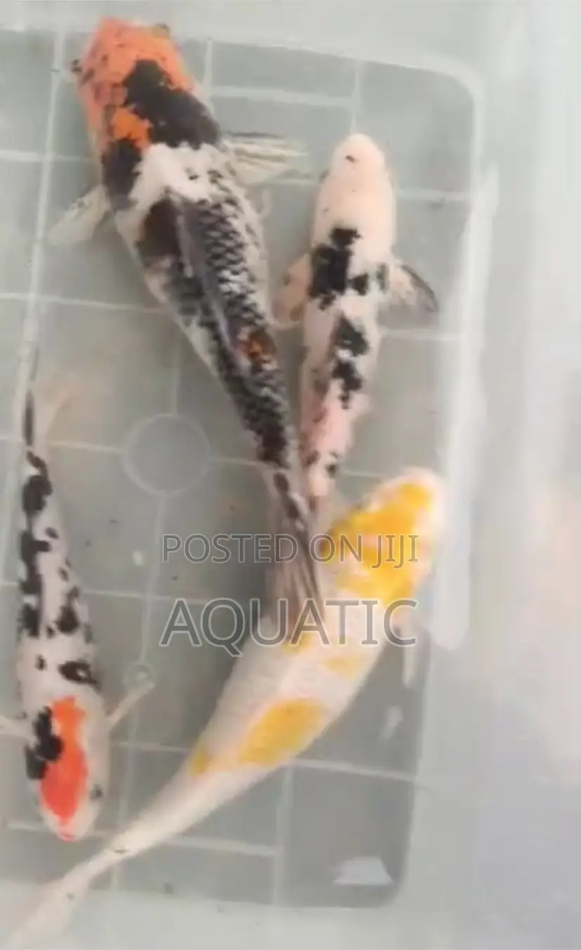 Koi Fish 18inches