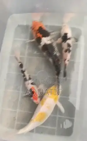Koi Fish 18inches