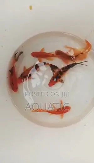 Koi Fishes 5inches
