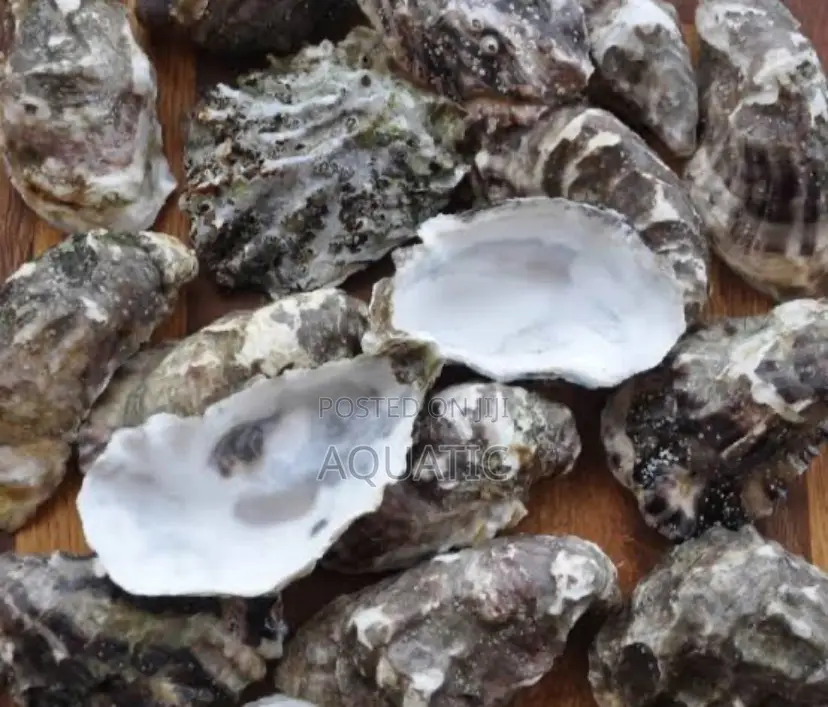 Oyster Shells
