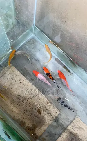 Koi Fishes 10cm