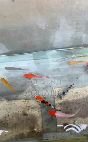 Koi Fish 20cm