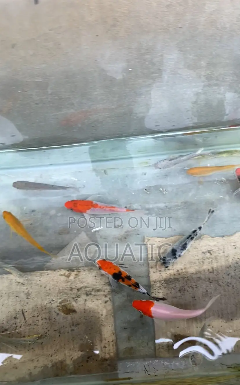 Koi Fish 20cm