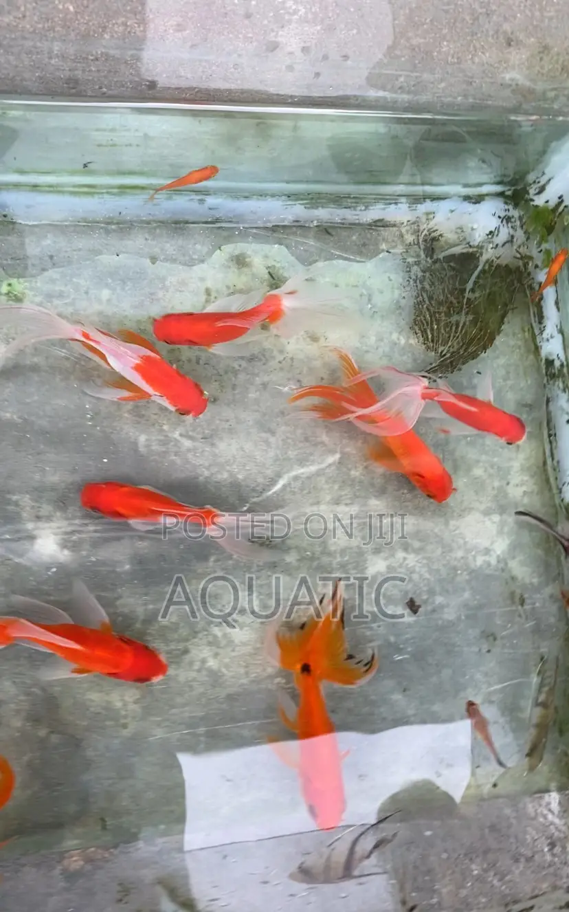 Oranda Fish