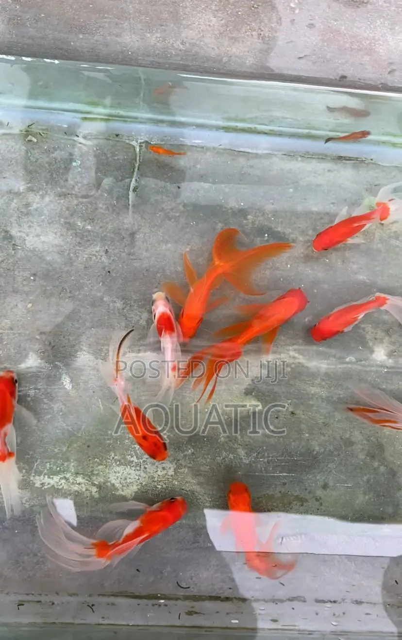 Gold Fish 9cm