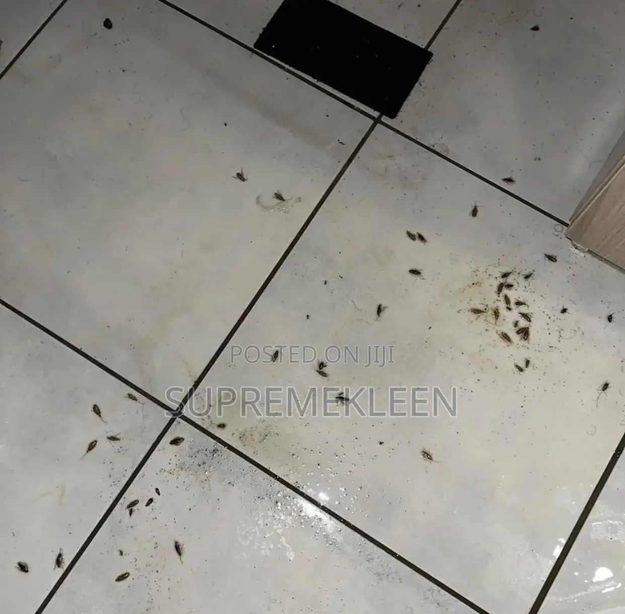 Fumigation Pest Control Services