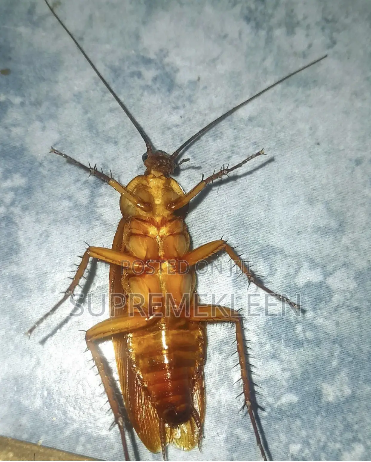 Fumigation Our Mission Kick Pests Out