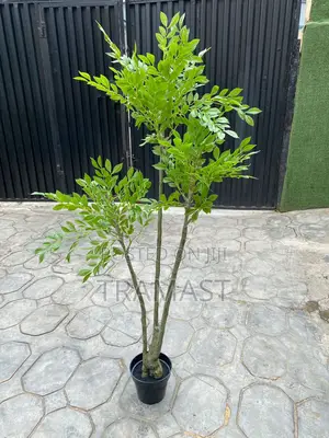 Fern Trees 160cm In Height