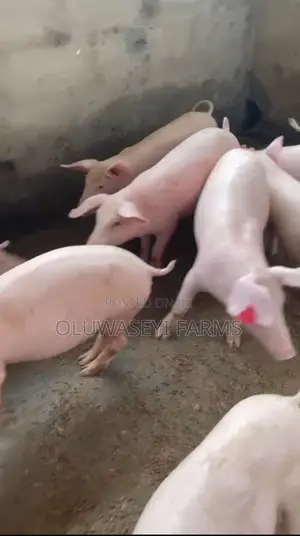 Foreign Tn70 And Hybrid Pigs