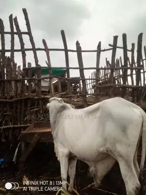 Halal Am_zeem Meat Sharing