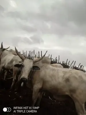 Halal Am_zeem Meat Sharing