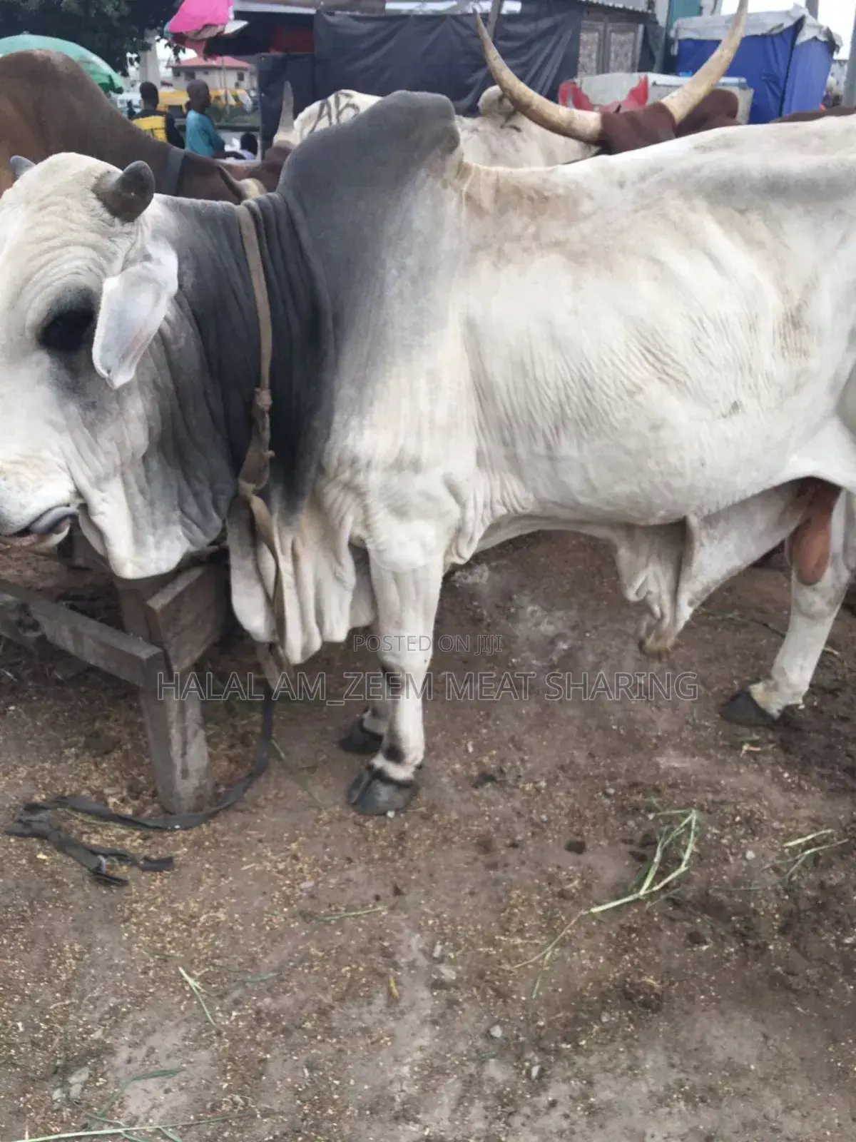 Halal Am_zeem Meat Sharing