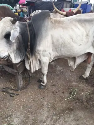 Photo - Halal Am_zeem Meat Sharing