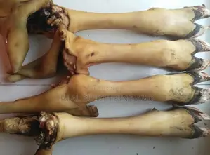 Cow Head, Legs and Tail