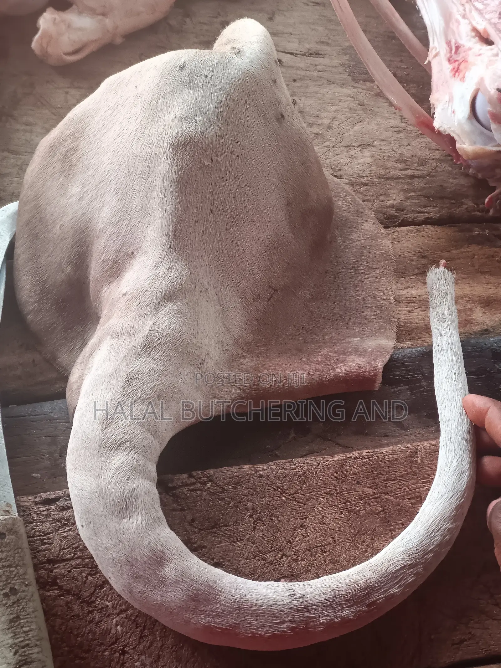 Cow Head, Legs and Tail