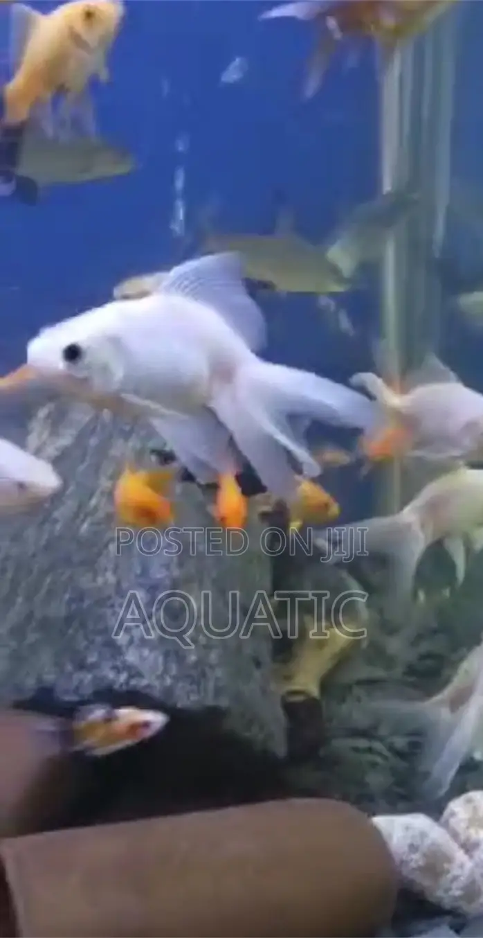 White Oranda Fish