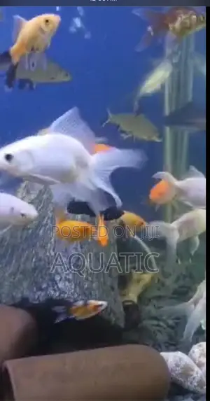 White Oranda Fish