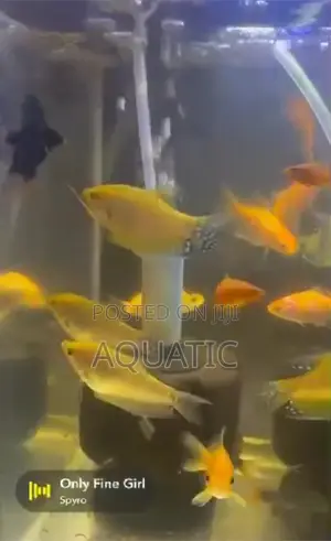 Yellow Gourami Fish