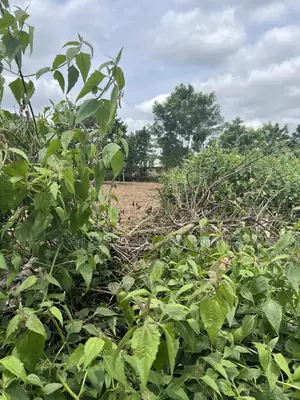 2000 Acres of Land Come With C of O at Cheaper Rate