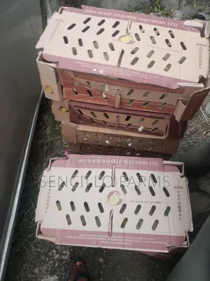 Quality Day Old Chicks