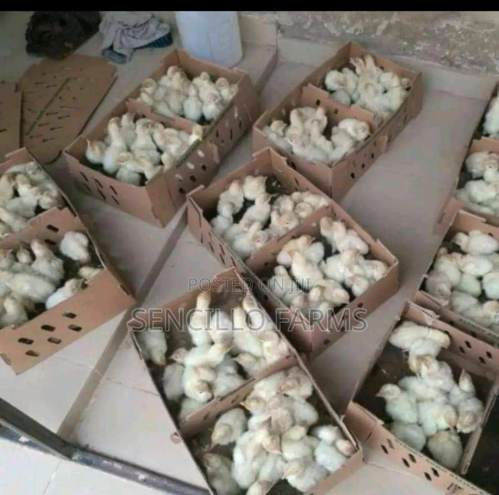 Quality Day Old Chicks