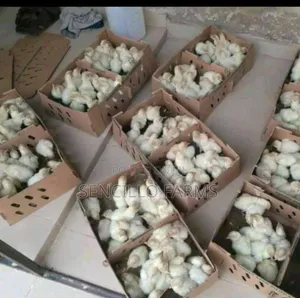 Quality Day Old Chicks