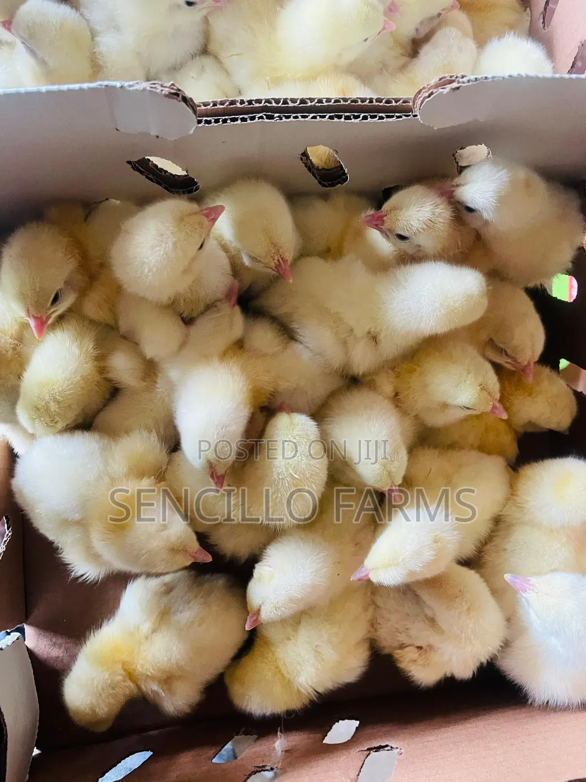 Quality Day Old Chicks