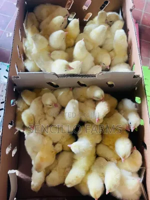 Quality Day Old Chicks