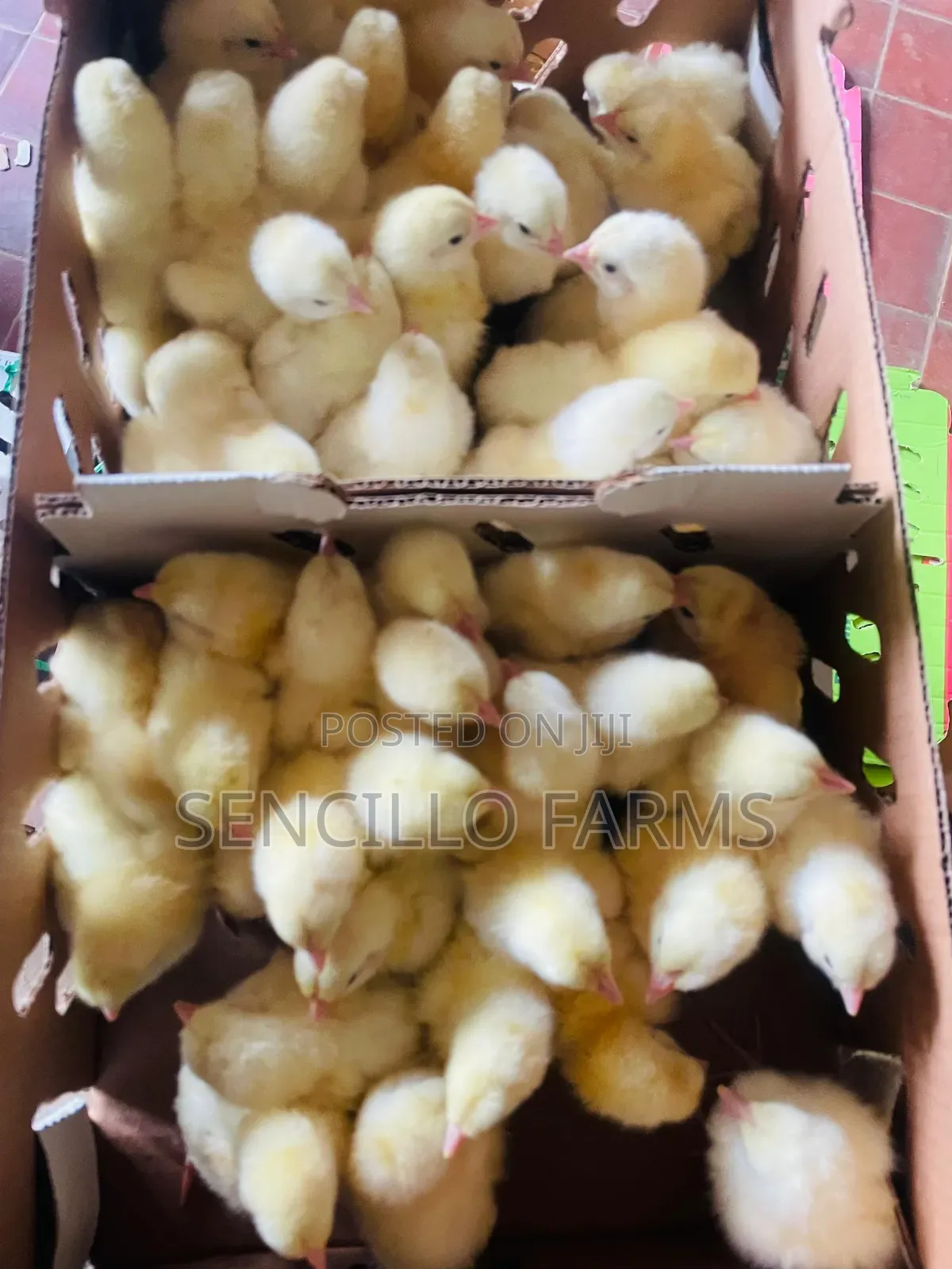 Quality Day Old Chicks