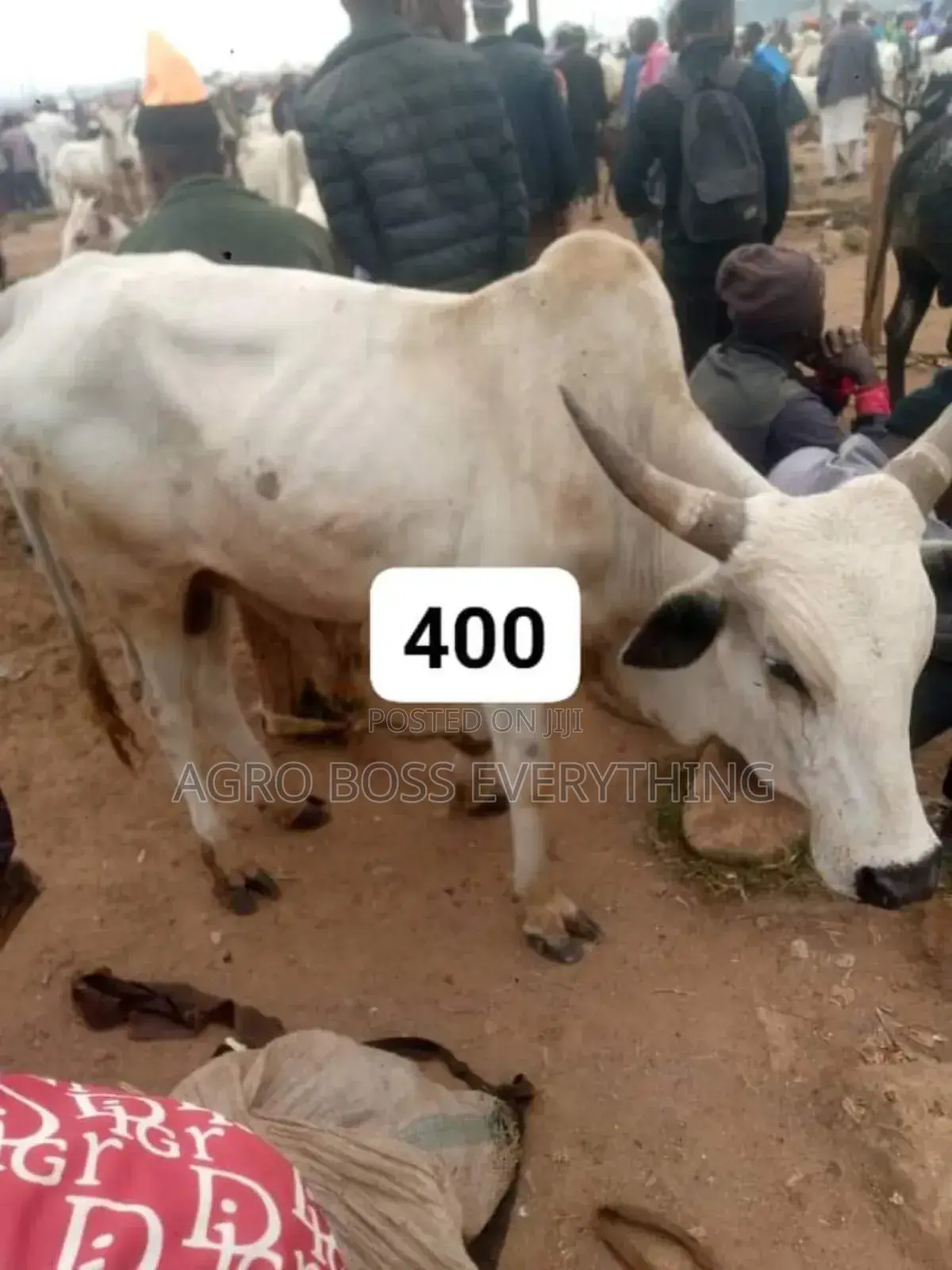 Live Cows Available
