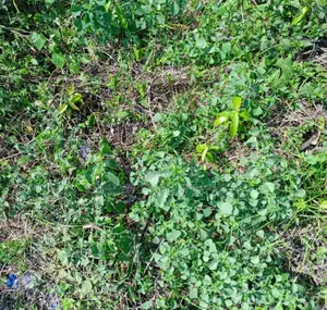 500sqm Size Plots of Land in Dangote Refinery Facingthe Road