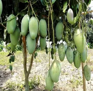 Fruit Plants