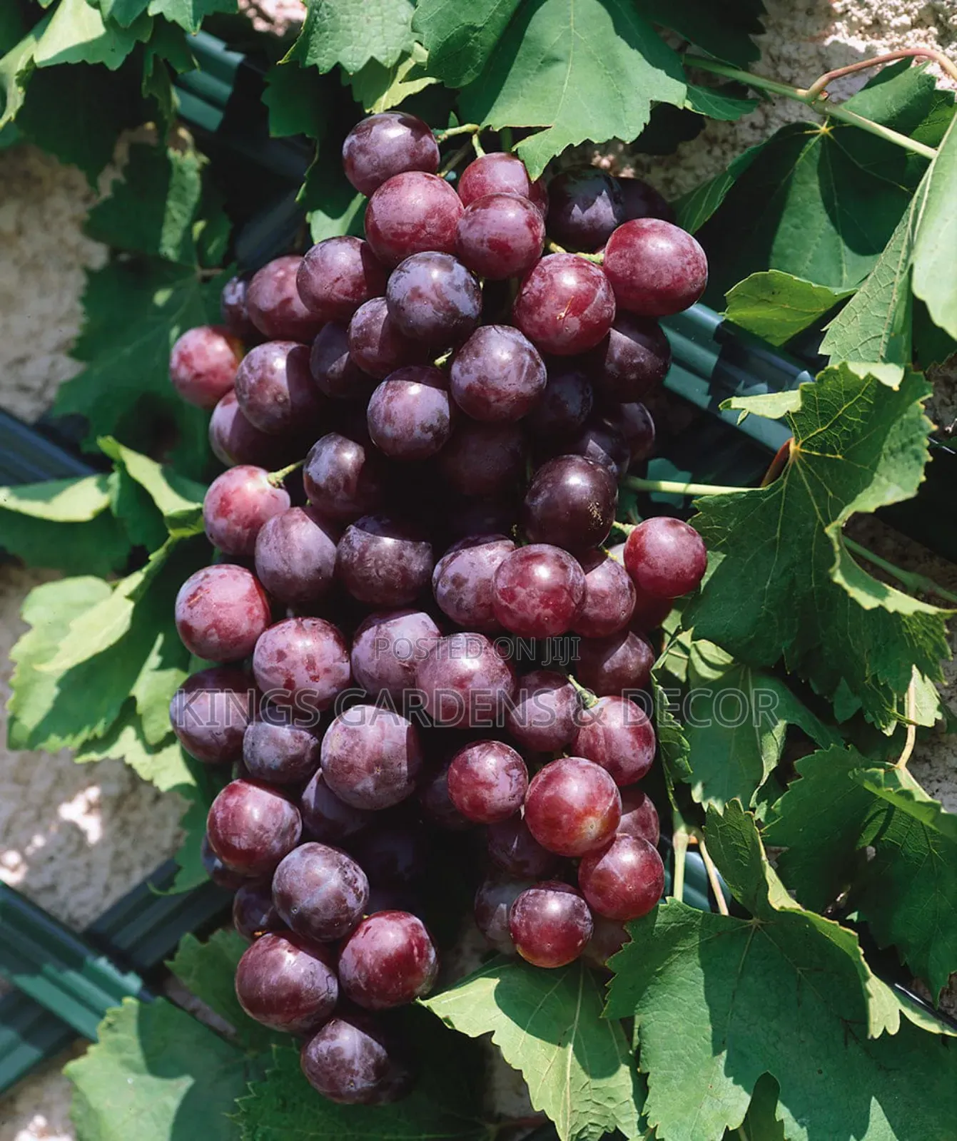 Fruit Plants
