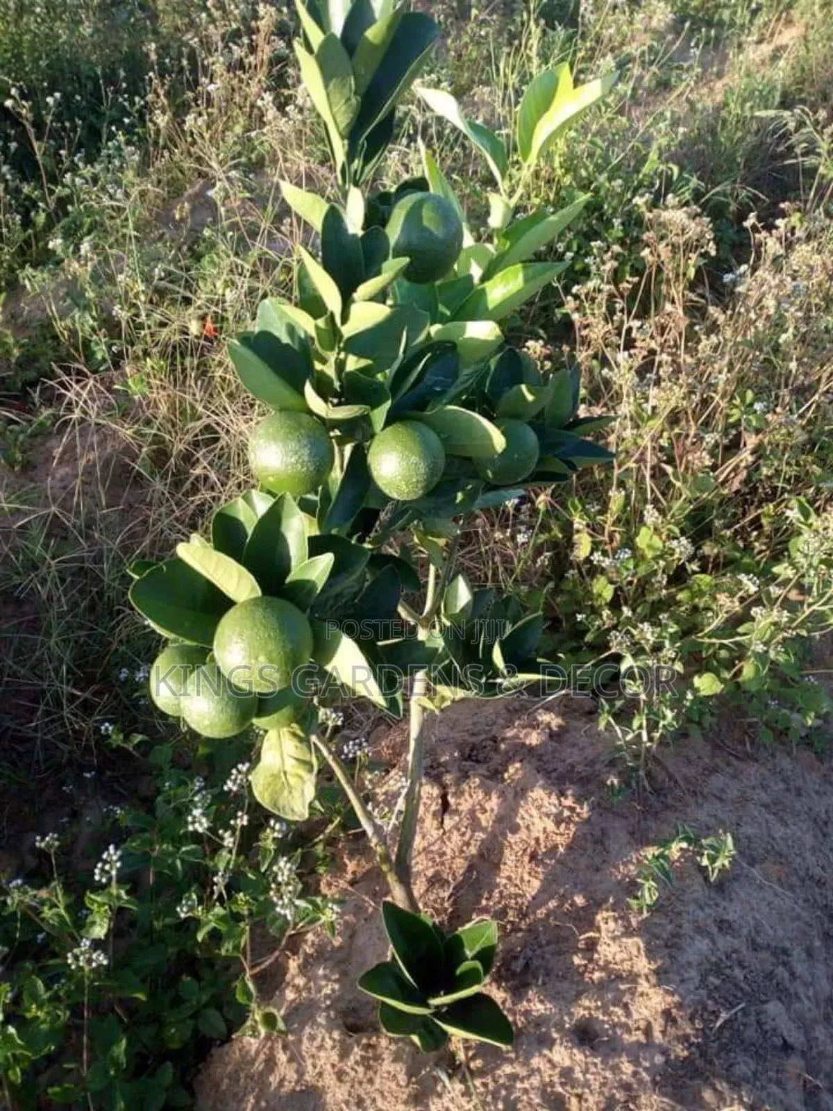 Fruit Plants