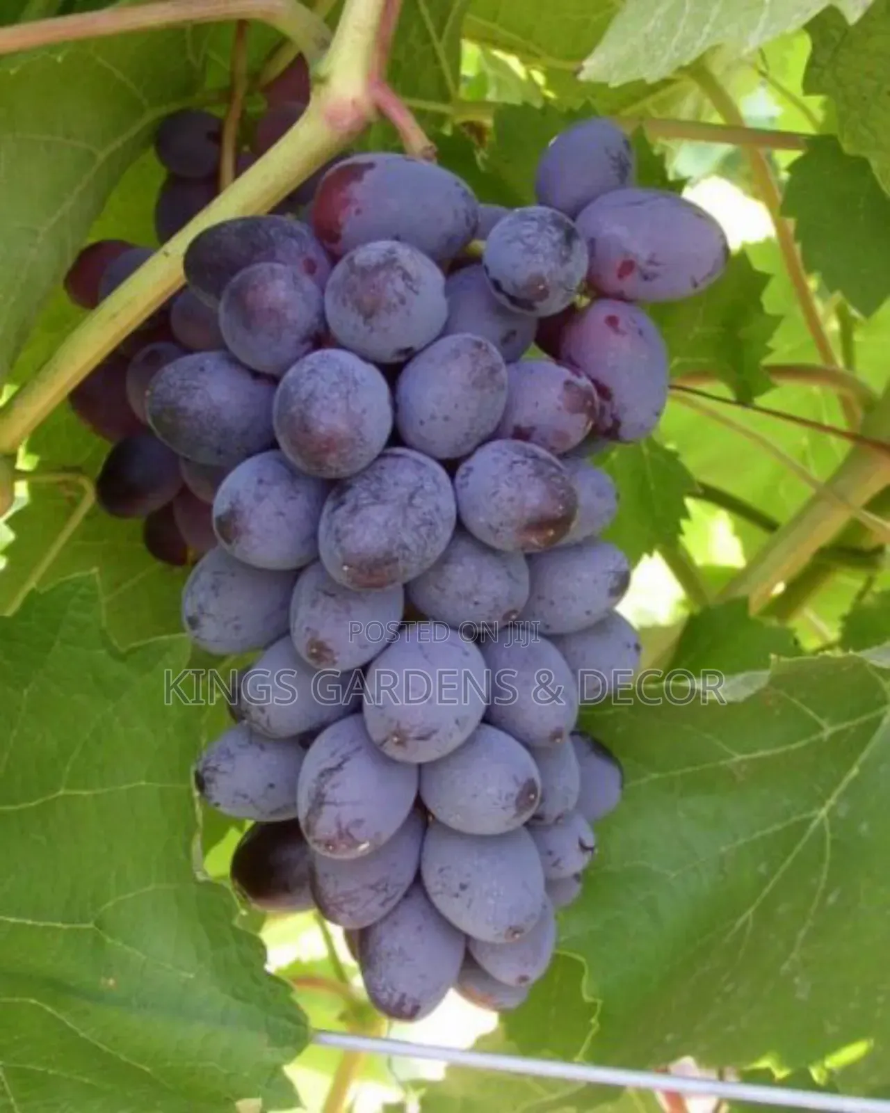 Fruit Plants