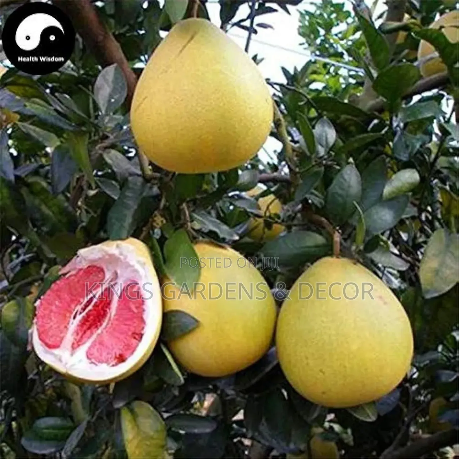 Fruit Plants