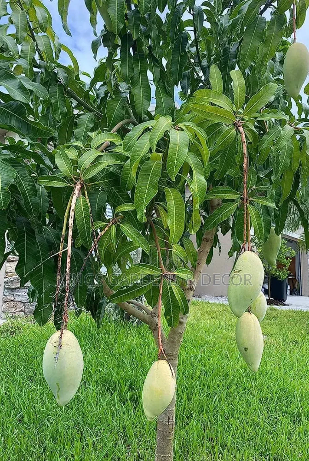 Fruit Plants