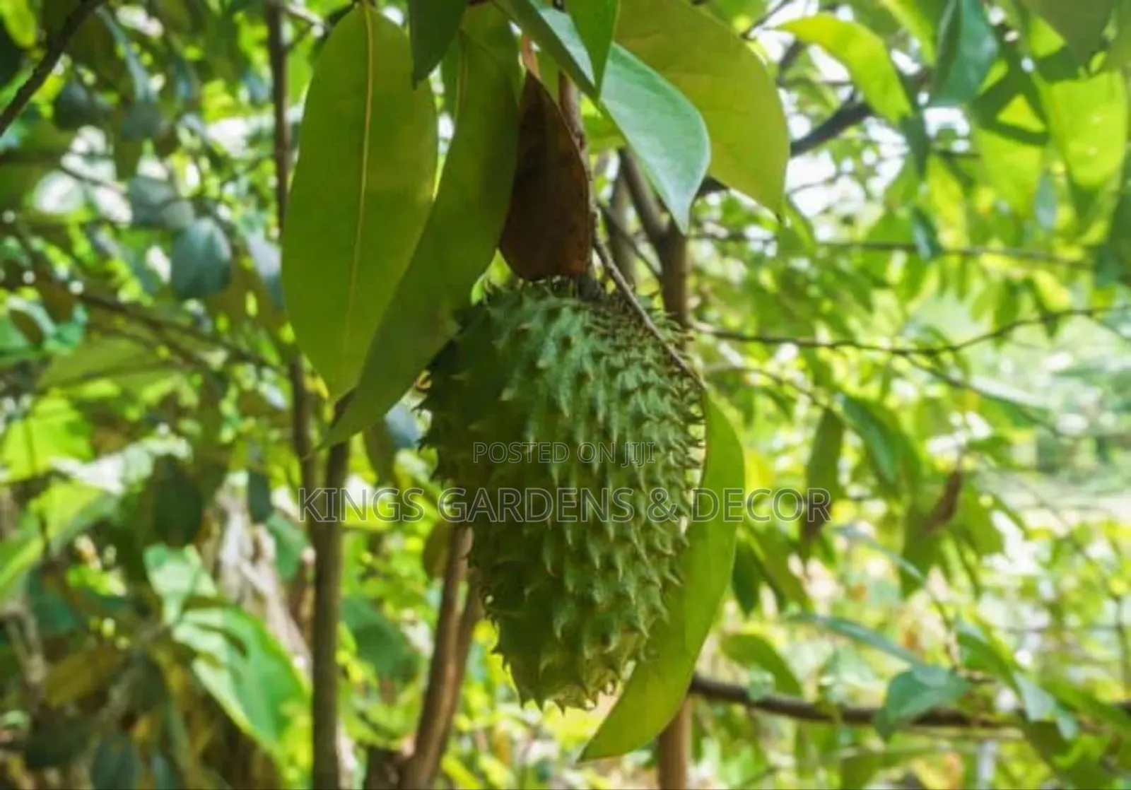 Fruit Plants
