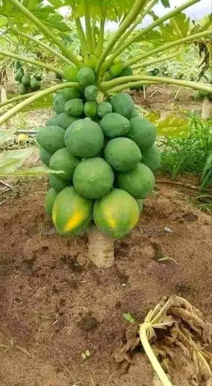 Fruit Plants