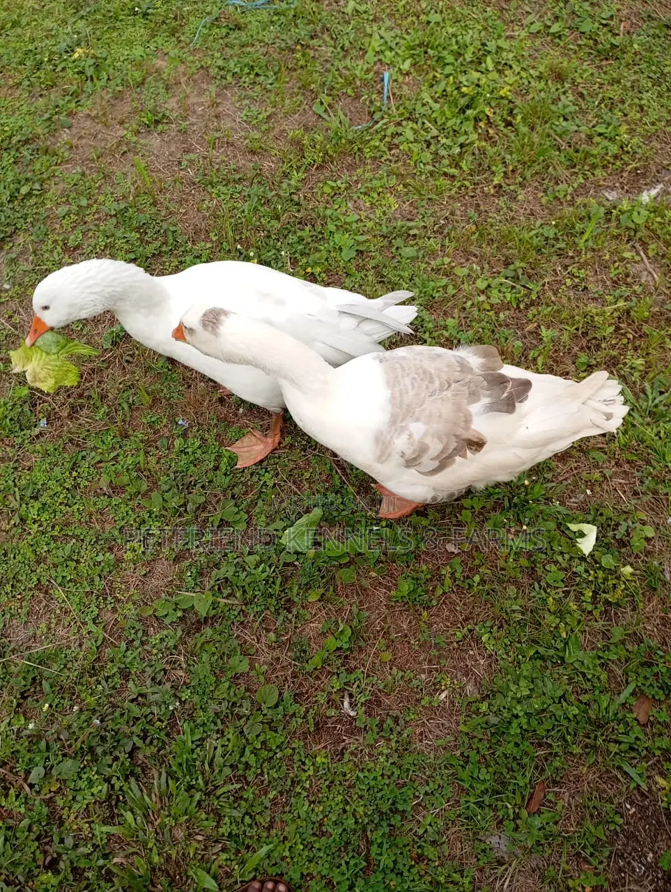 Pilgrim Geese